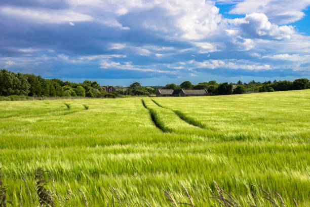 istock Scottish rural landscape 1164908858