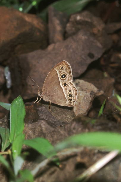 le papillon brun-brousse utilise ses ocelli pour décimé les prédateurs, leur faisant croire qu'ils sont ses yeux. - decieve photos et images de collection