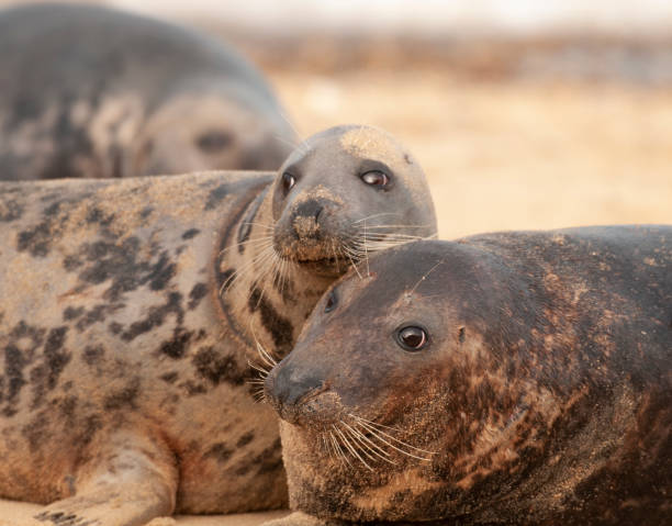 istock Pair of seals looking at camera 1164909829