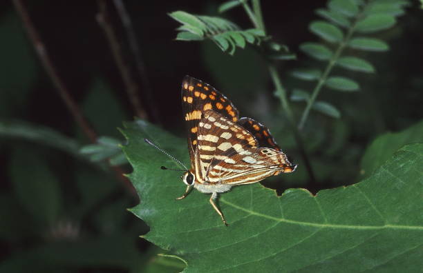 istock The Common Punch is seen in the Himalayan forests between 2500 and 6000 ft. 1164909910