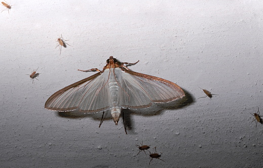 A silver colored moth attracted to light.