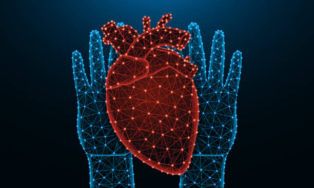 손과 인간의 심장 낮은 폴리 디자인, 다각형 스타일의 인간 기관, 진한 파란색 배경에 포인트와 선으로 만든 심장 와이어 프레임 벡터 일러스트 - human cardiovascular system heart shape human hand healthy lifestyle stock illustrations