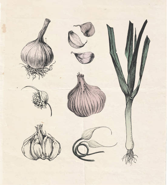 чернила нарисованная коллекция чеснока - relish stock illustrations