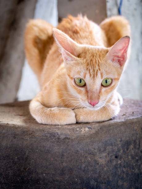 istock Female Yellow Striped White Cat Sitting Gracefully 1164911356