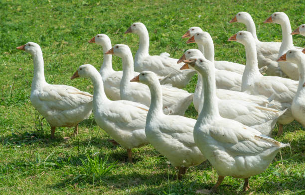 istock Geese herd on Goose farm 1164911891