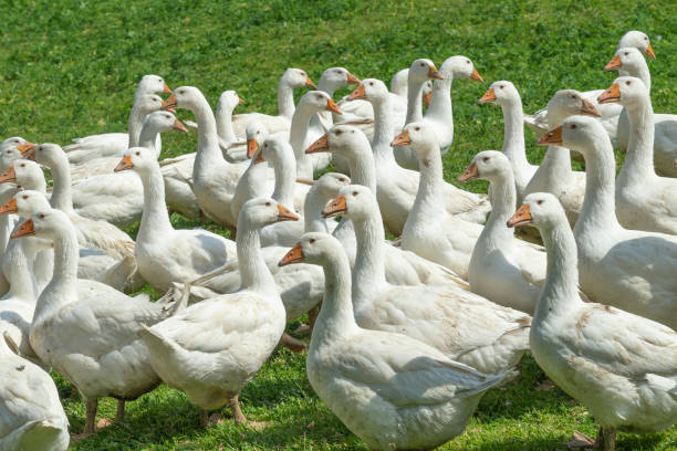 istock Geese herd on Goose farm 1164911944