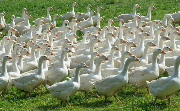 istock Geese herd on Goose farm 1164912095
