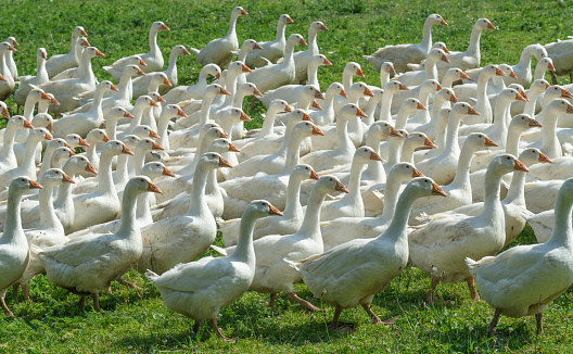 Huge herd of white geese on the green meadow of a geese farm
