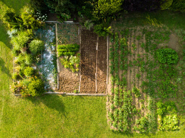 istock Beautifully arranged vegetable garden billets aerial view 1164912107
