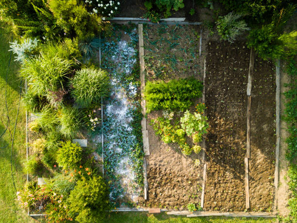 istock Beautifully arranged vegetable garden billets aerial view 1164912117