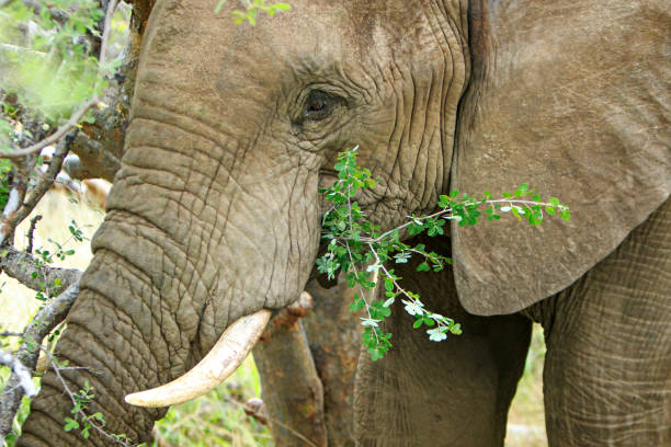 istock close up on a head of elephant 1164912254