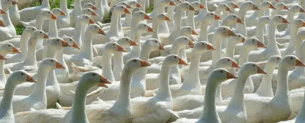 Photo of Geese herd on Goose farm