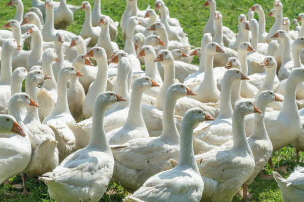 istock Geese herd on Goose farm 1164912934