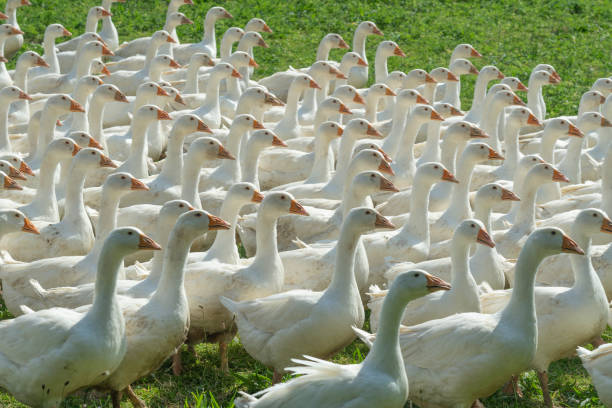 istock Geese herd on Goose farm 1164912956