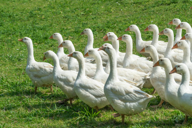 istock Geese herd on Goose farm 1164913001
