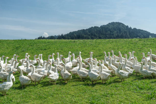 istock Geese herd on Goose farm 1164913080