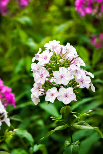 istock White garden Phlox closeup on green foliage background 1164913109