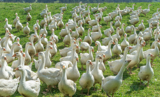 istock Geese herd on Goose farm 1164913125