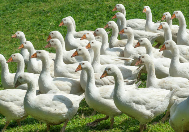 istock Geese herd on Goose farm 1164913149