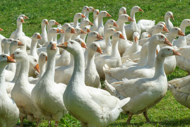 istock Geese herd on Goose farm 1164913285