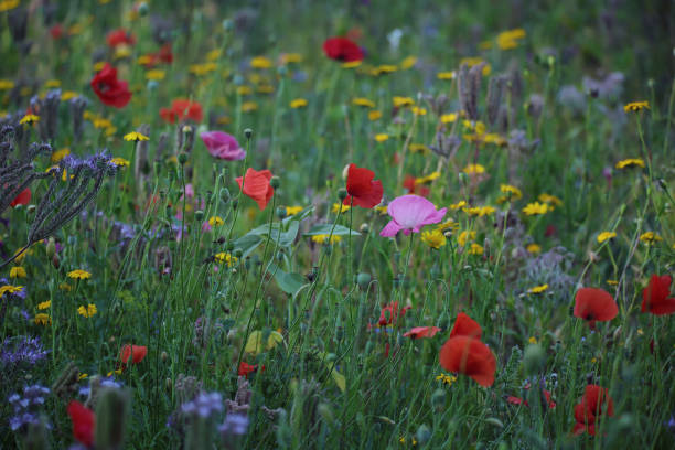 istock Sommerwiese  *fields of summer* 1164913400
