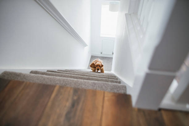 Dog Running up Stairs