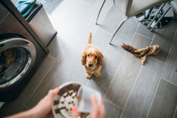istock Treat Time for Cute Pup 1164913729