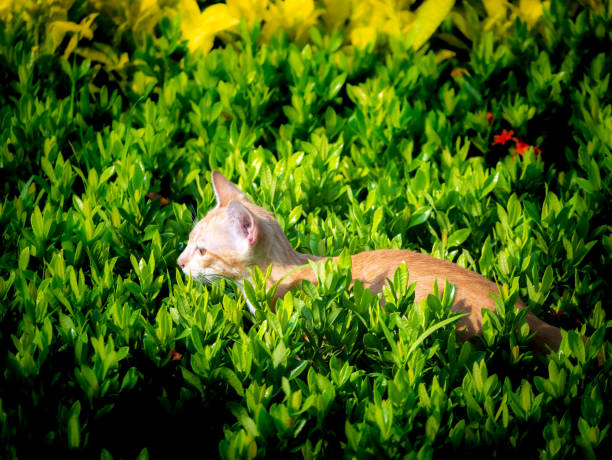 The Yellow Cat Standing on The Red Jasmine Field