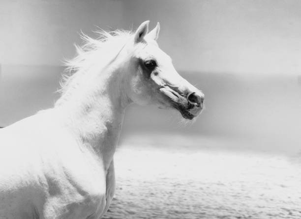 istock Arabian stallion gallops - horse in motion - minimalism 1164914360