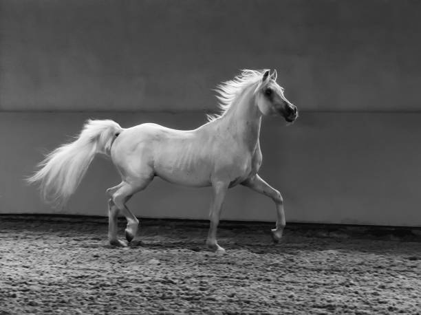 Dun Stallion