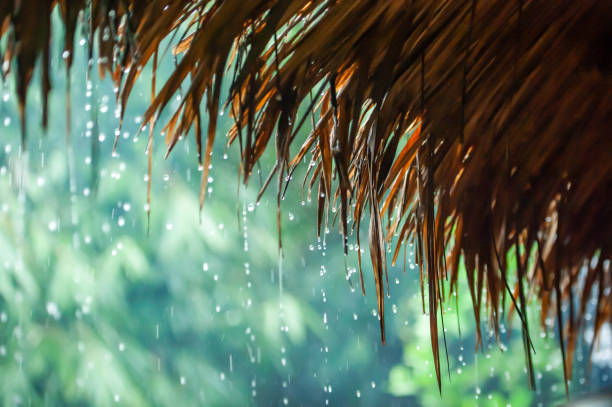 Rain drops falling from cogon grass roof hut on rainy morning.