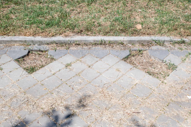 Close up of a grass and concrete driveway outside a house.