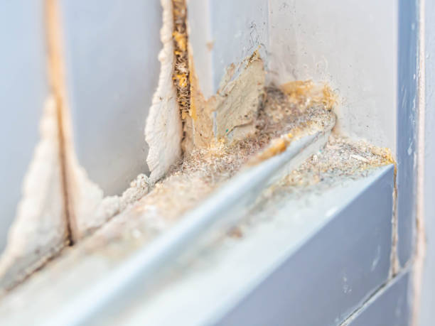 close up do crescimento do molde em peitoris do indicador - mold damaged home interior wall - fotografias e filmes do acervo