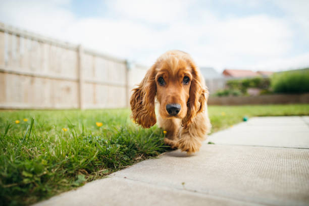 istock Curious Pup Playing Outdoors 1164914884