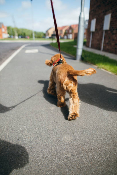 istock Enjoying the Fresh Air 1164915026