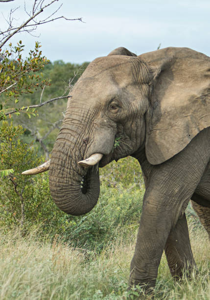istock dangerous male elephant 1164915045