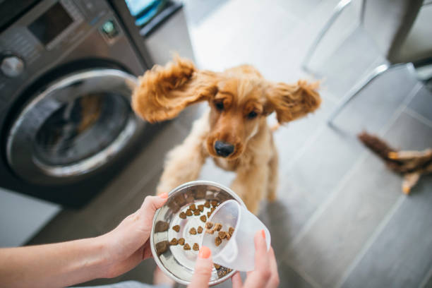 time to feed the dog - animals feeding fotos imagens e fotografias de stock