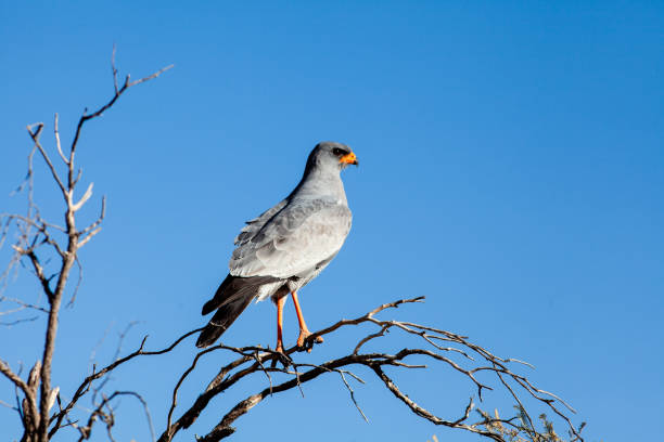 istock Pale chanting goshawk sits on tree in Kgalagadi Transfrontier Park 1164915210