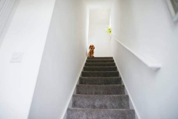 istock Dog Sitting on the Stairs 1164915261