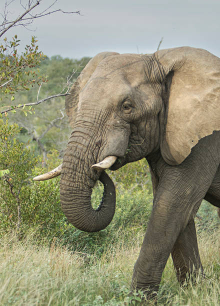 istock dangerous male elephant 1164915303