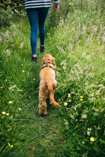 istock Adventures Through the Countryside 1164915350