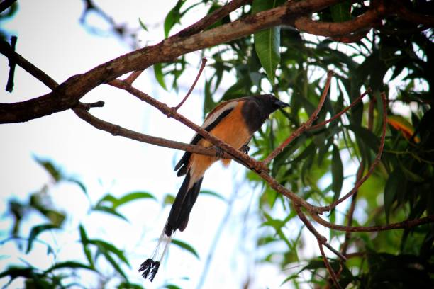 istock Colorful Rufous treepie bird sitting on tree branch 1164916133