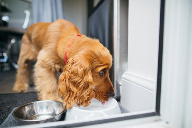 Drinking Water from Dog Bowl