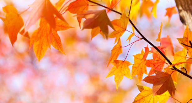 herbstfarben - autumn japanese maple maple tree selective focus stock-fotos und bilder