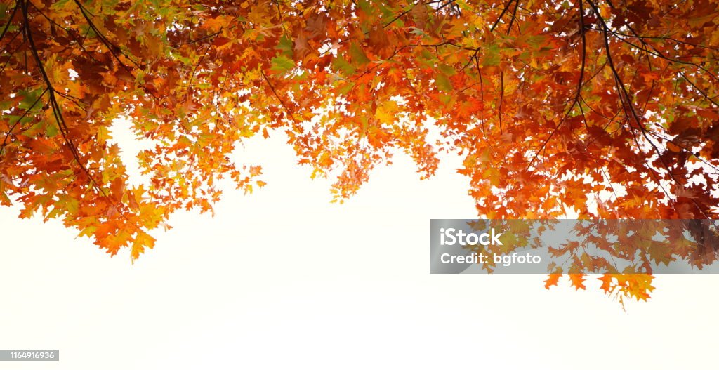 Autumn Frame Autumn foliage on white. Autumn Stock Photo