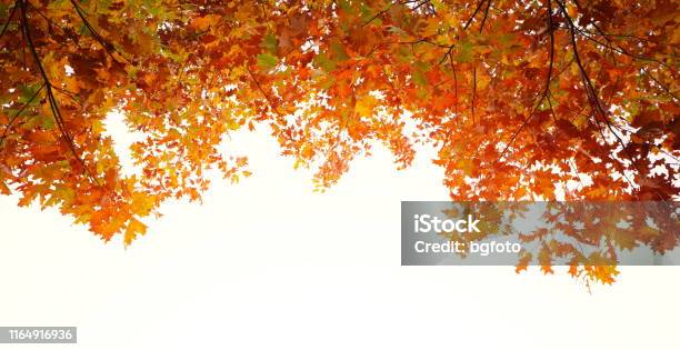 Autumn Frame Stock Photo - Download Image Now - Autumn, Tree, Falling