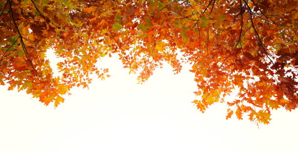 autumn frame - autumn leaf falling panoramic imagens e fotografias de stock