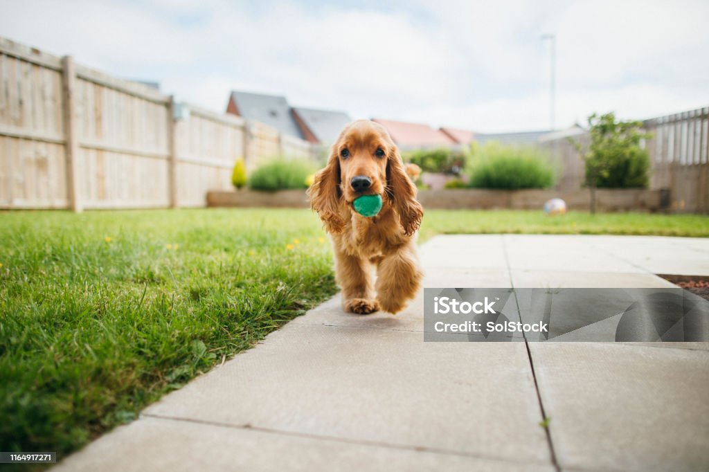 Dog Playing Fetch A front-view shot of a cute fluffy cocker spaniel dog playing in the garden, he is walking across the grass and holding a small ball in his mouth. Playful Stock Photo