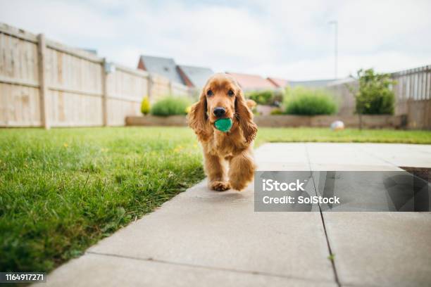 Dog Playing Fetch Stock Photo - Download Image Now - Playful, Playing, Yard - Grounds