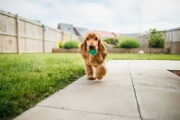A front-view shot of a cute fluffy cocker spaniel dog playing in the garden, he is walking across the grass and holding a small ball in his mouth.